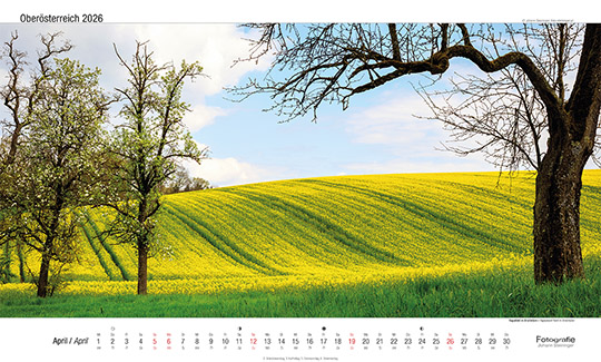 Rapsfeld in Ansfelden